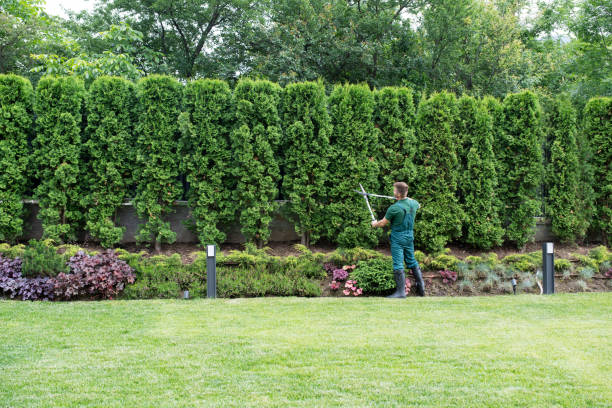 Best Lawn Renovation and Restoration  in Barrington Hls, IL